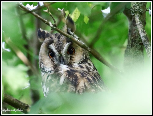 Hibou moyen-duc